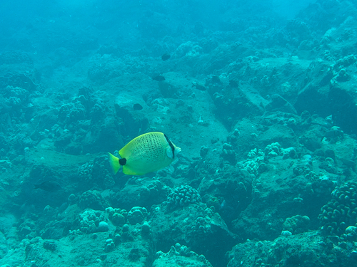 Chaetodon miliaris observed 2026-09-13