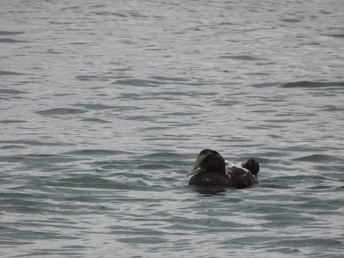 Common Eider