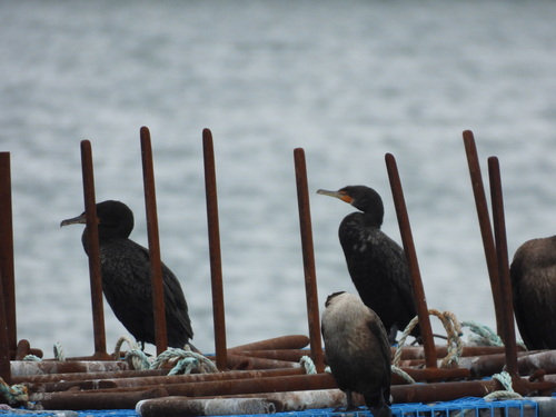 Double-crested Cormorant