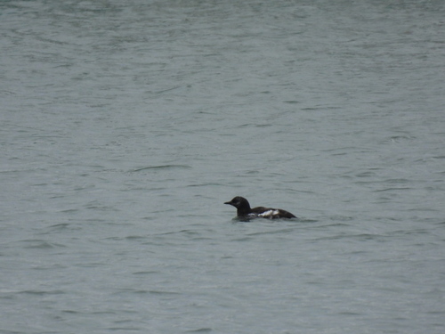Black Guillemot