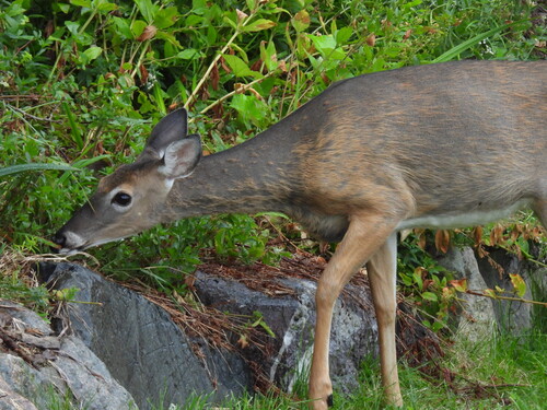 White-tailed Deer