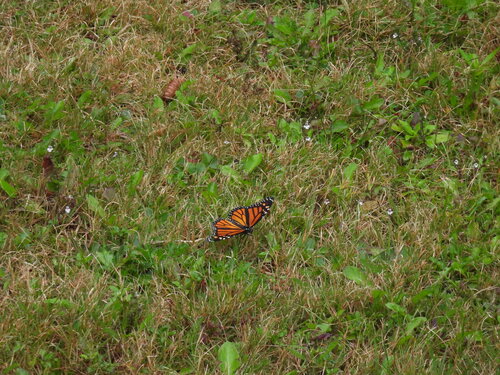 Monarch