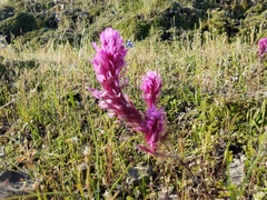 Castilleja exserta exserta