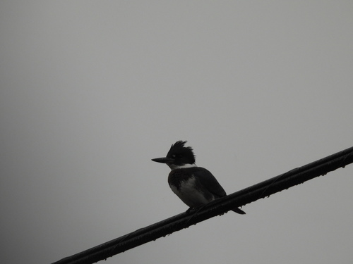 Belted Kingfisher