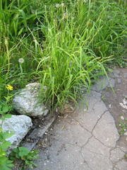 Dactylis glomerata