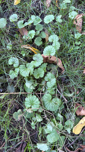 ground-ivy
