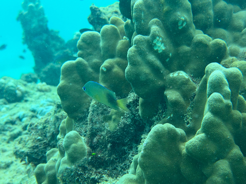 Plectroglyphidodon johnstonianus observed 2026-09-13