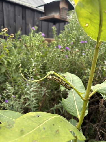 Monarch