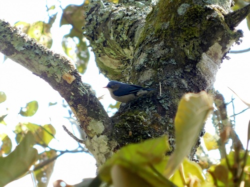 Velvet-fronted Nuthatch