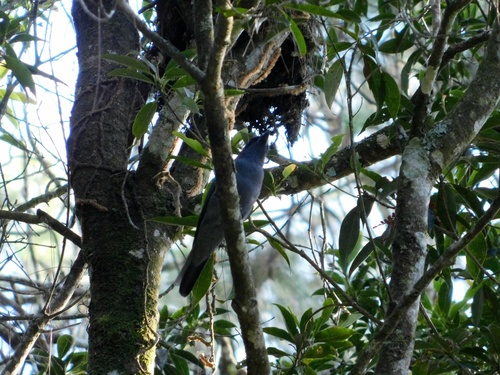 Oriental Cuckooshrike