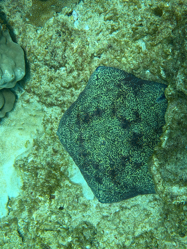 Culcita novaeguineae, 2026-09-13