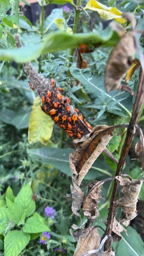 Large Milkweed Bug
