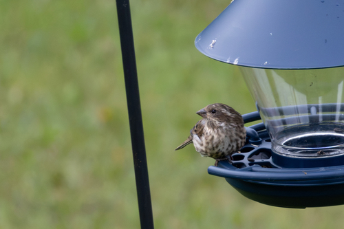 Purple Finch