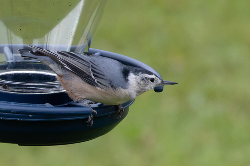 White-breasted Nuthatch