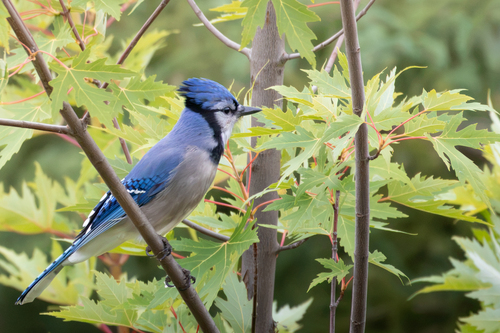 Blue Jay