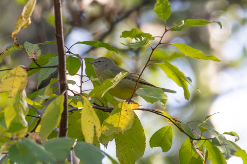 Orange-crowned Warbler