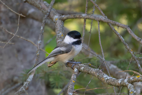 Black-capped Chickadee