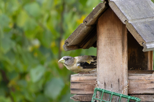 Evening Grosbeak