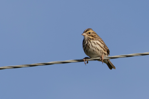 Savannah Sparrow