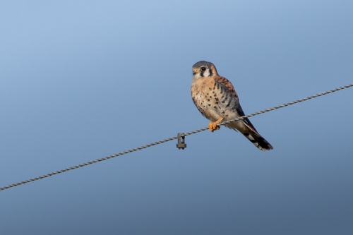 American Kestrel