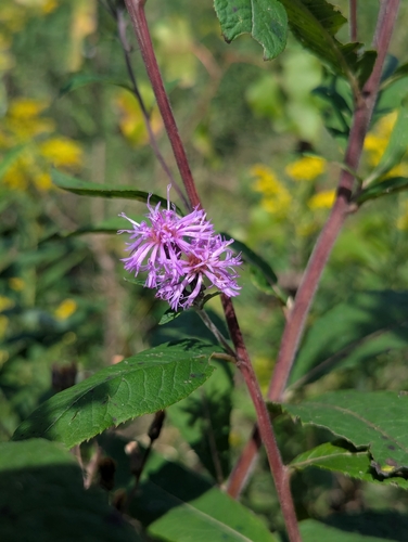 Vernonia missurica