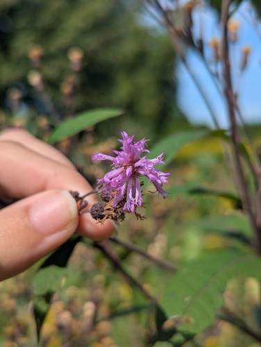 Vernonia missurica, photograph 2