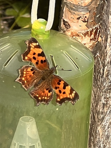 Green Comma
