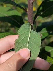 Vernonia missurica, photograph (c) Skyler Principe, some rights reserved (CC BY)
