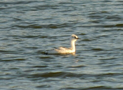 iNaturalist observation photo of Clark's Grebe