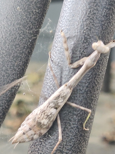 Carolina Mantis