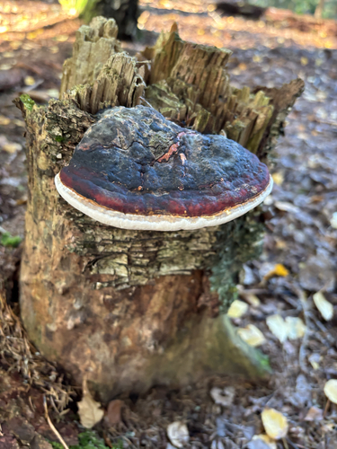 Red-banded Polypore