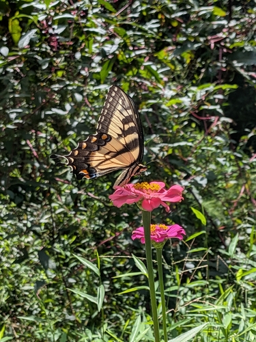 Eastern Tiger Swallowtail