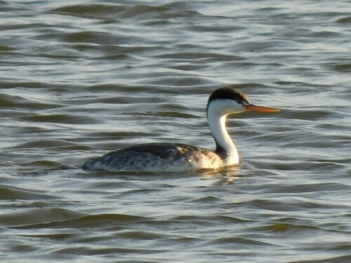 iNaturalist observation photo of Clark's Grebe