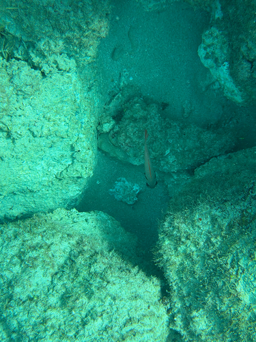 Myripristis, 2026-09-13