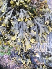 Fucus spiralis