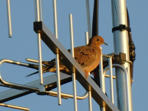 iNaturalist observation photo of Mourning Dove