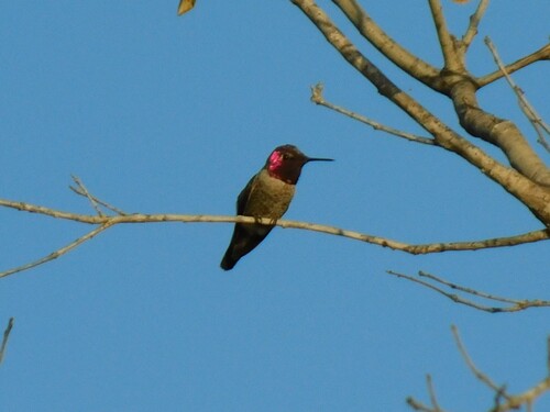 iNaturalist observation photo of Anna's Hummingbird