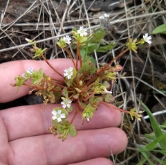 Claytonia rubra