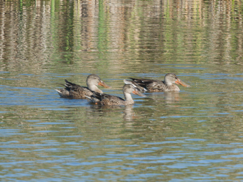 Northern Shoveler
