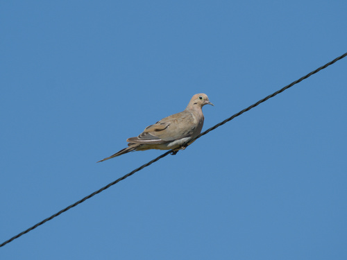 Mourning Dove