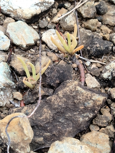 Phemeranthus teretifolius, photograph 2