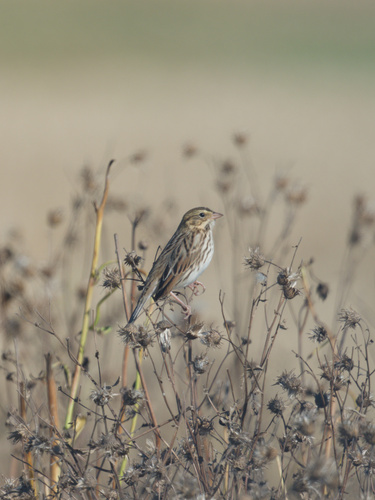 Savannah Sparrow