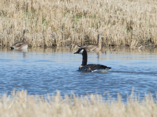 Mallard