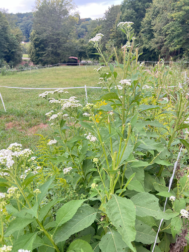 frostweed