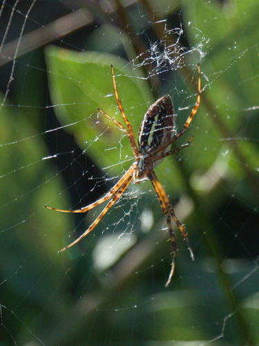 Banded Garden Spider