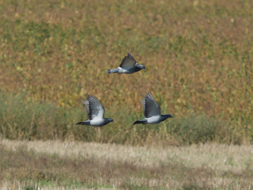 Feral Pigeon