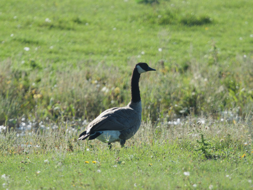 Canada Goose