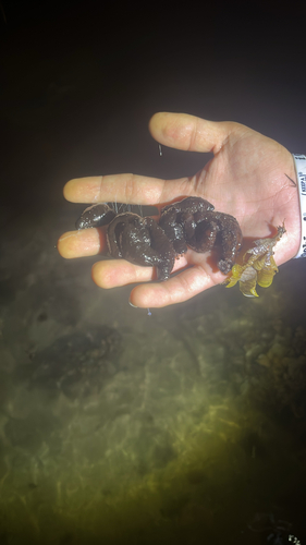 Holothuria difficilis observed 2026-09-09