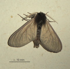 Apisa canescens
