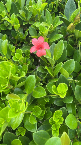 Barleria repens observed 2026-09-07